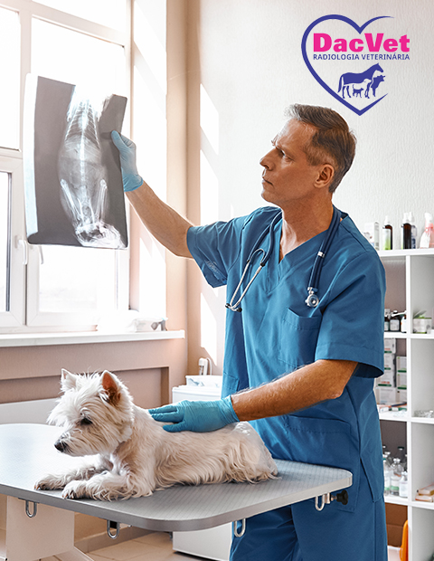 Profissional veterinário avaliando uma radiografia de um cão